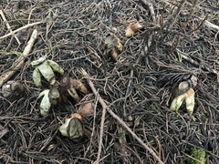Geastrum fornicatum