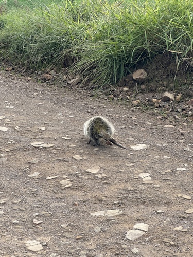 Orange-spined Hairy Dwarf Porcupine
