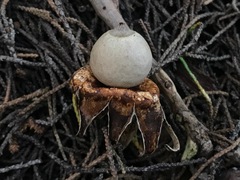 Geastrum fornicatum