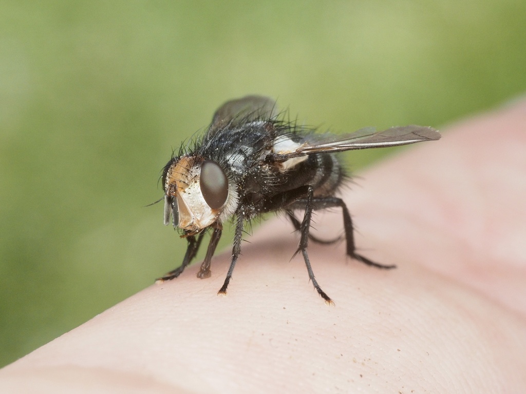 Onychogonia flaviceps