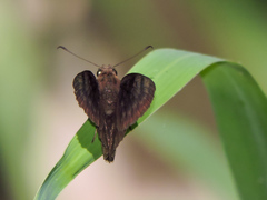 Pellicia dimidiata dimidiata