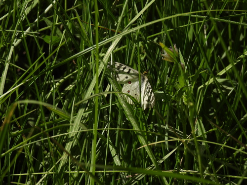 iNaturalist observation photo of Clodius Parnassian
