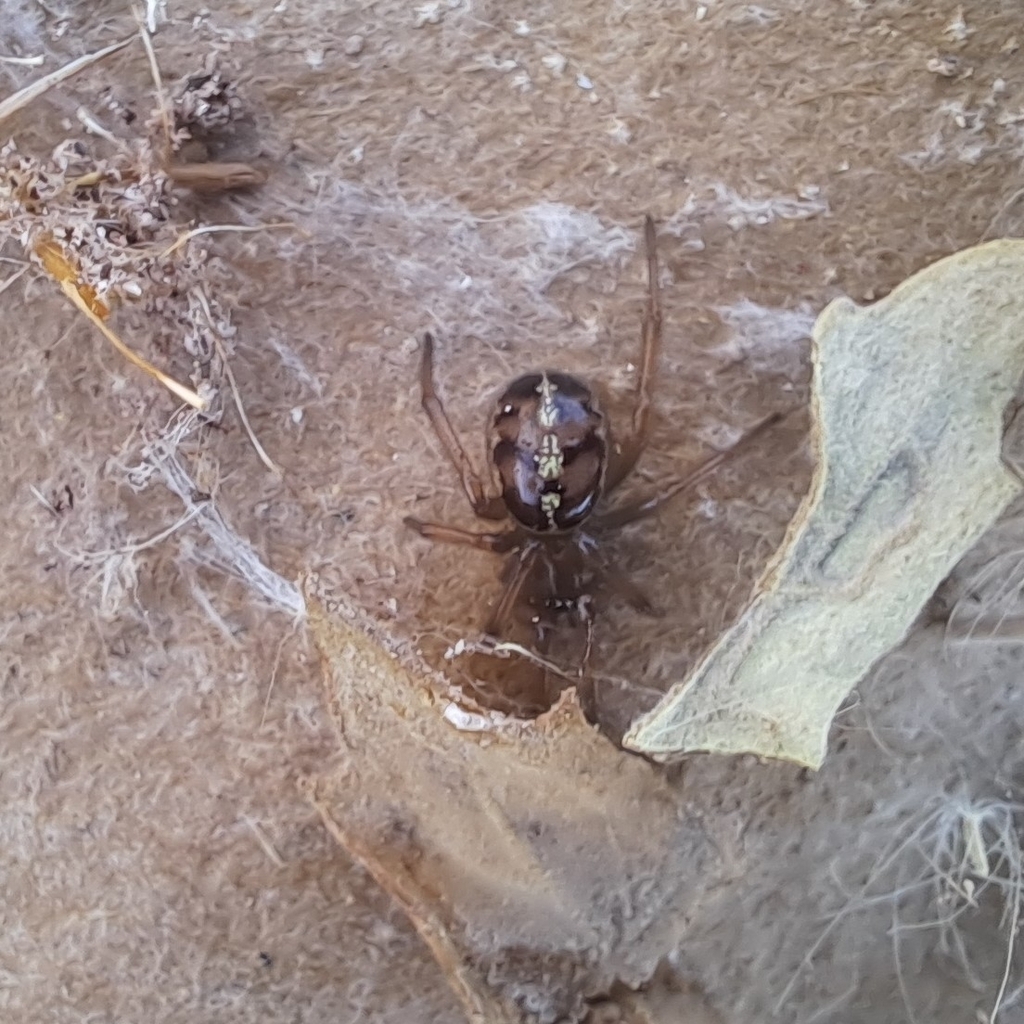 Steatoda andina