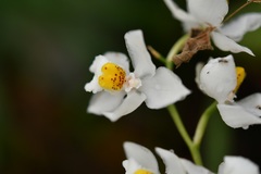 Cuitlauzina pulchella