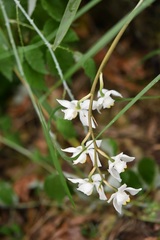 Cuitlauzina pulchella