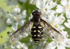 Dasysyrphus intrudens