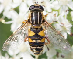 Helophilus intentus