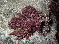 Rhodophyta