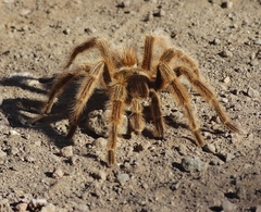 Grammostola