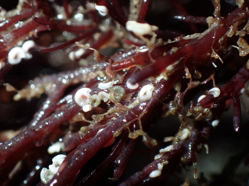 Spirorbis corallinae