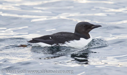 Thick-billed Murre