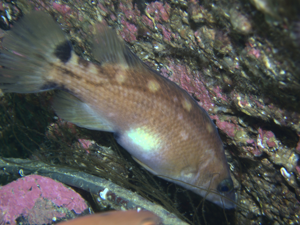 Scale-rayed wrasse (Acantholabrus palloni) — Labridae