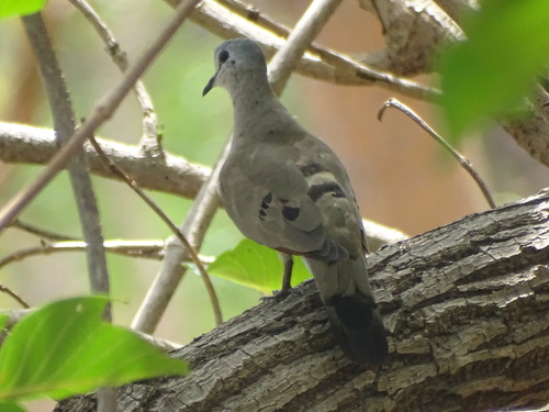 Black-billed Wood-Dove