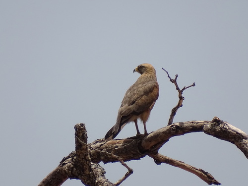 Grasshopper Buzzard