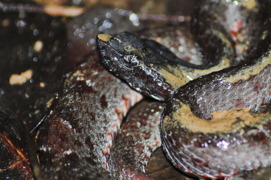 Chocoan Toadheaded Pitviper