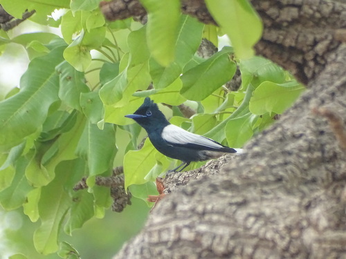 African Paradise-Flycatcher