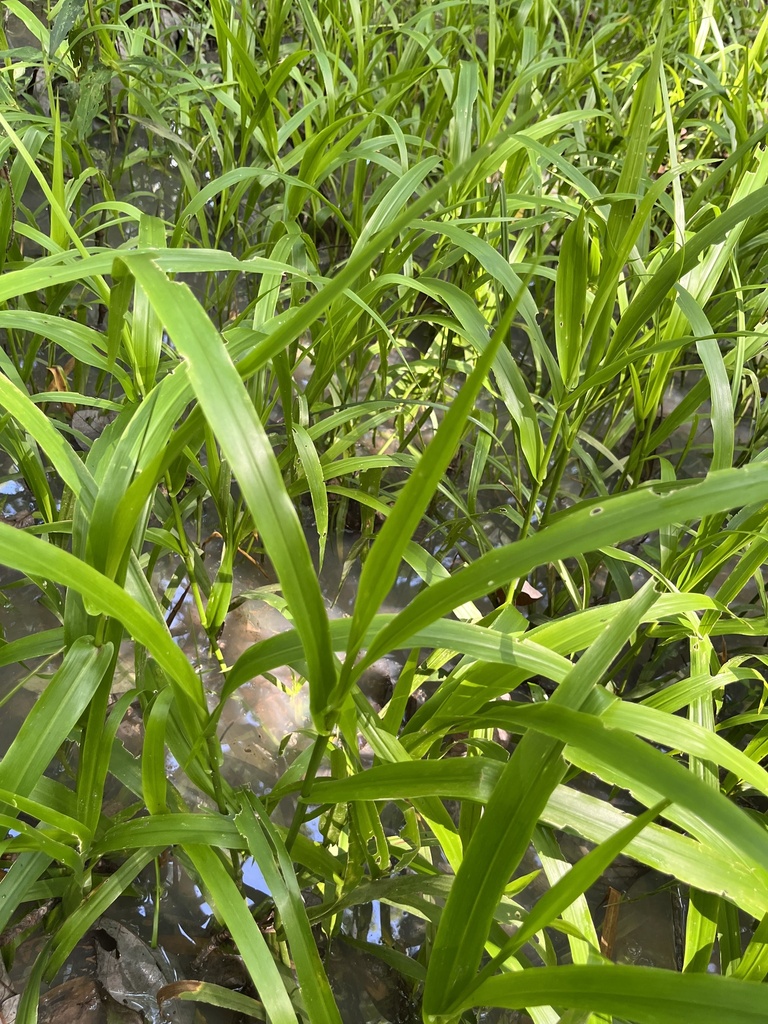 cottonmouth grass from Rossville, TN, US on July 10, 2023 at 0956 AM