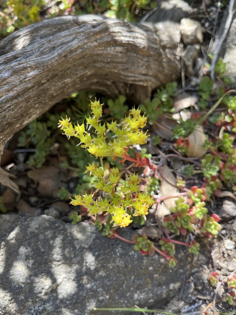 Sedum yosemitense Britton 3