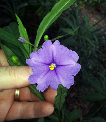 Solanum laciniatum