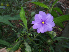 Solanum laciniatum