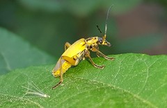 Chauliognathus ignaciosus