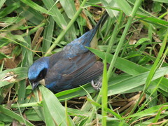 Pipraeidea melanonota