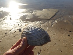 Semele decisa