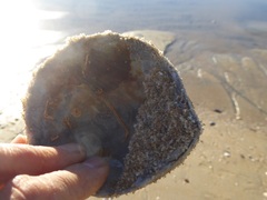 Semele decisa