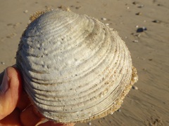Semele decisa