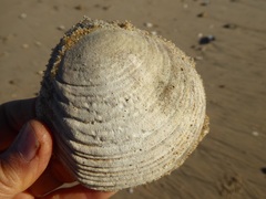 Semele decisa