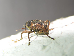 Eubulus