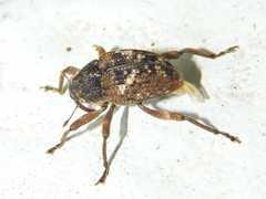 Eubulus