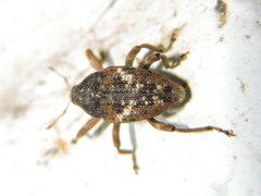 Eubulus