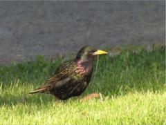 Sturnus vulgaris