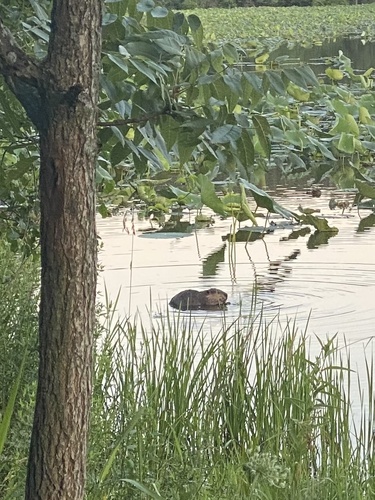 American Beaver photographed in Illinois
