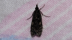 Scoparia anthracias