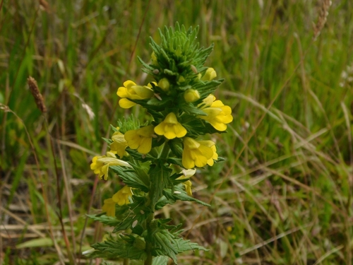 Bellardia viscosa observed 2023-07-09