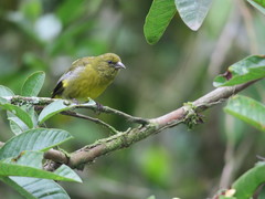 Spinus xanthogastrus