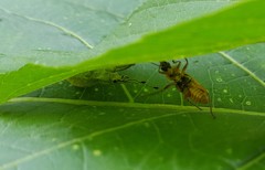 Chauliognathus ignaciosus