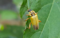 Chauliognathus ignaciosus