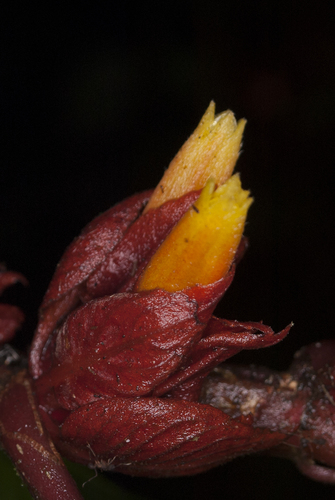 Columnea consanguinea var. consanguinea