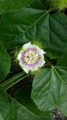 Passiflora foetida image