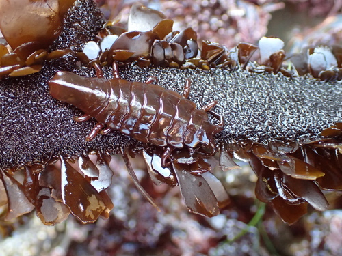 Pentidotea stenops