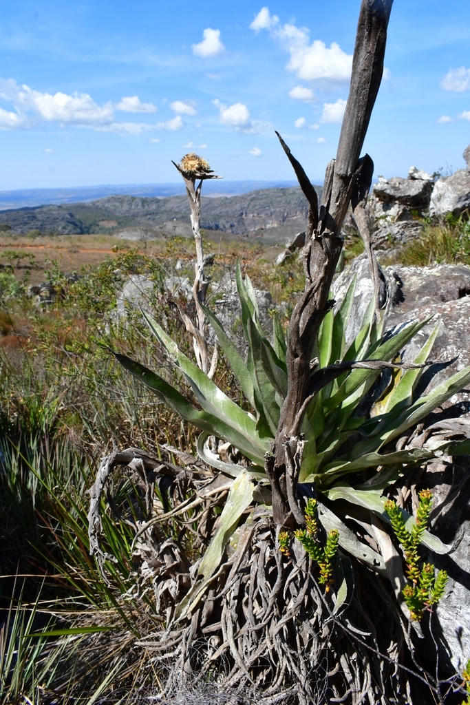 Proteopsis