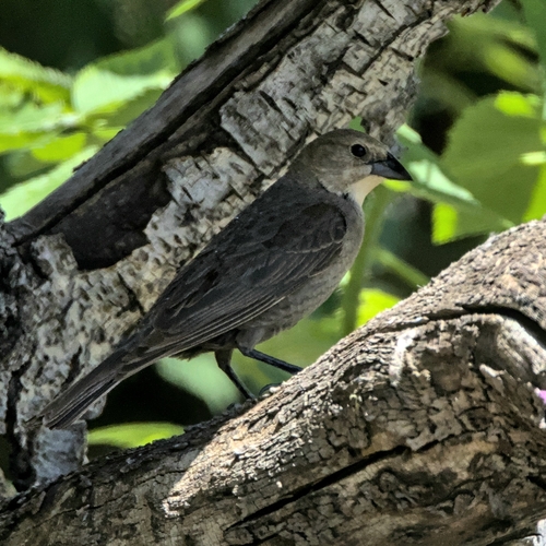 Brown-headed Cowbird photographed in Idaho