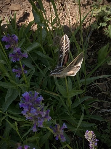 iNaturalist observation photo of White-lined Sphinx