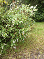 Veronica stricta stricta
