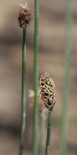 Hellmuthia membranacea (Thunb.) R.W.Haines & Lye