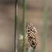 Hellmuthia membranacea - Photo (c) Charles Stirton, alguns direitos reservados (CC BY-SA), uploaded by Charles Stirton