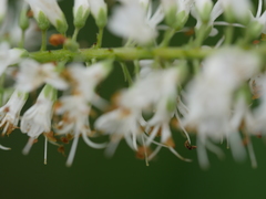 Veronica stricta stricta